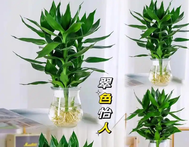 桌摆水培|观音竹|西安出租养护公司
