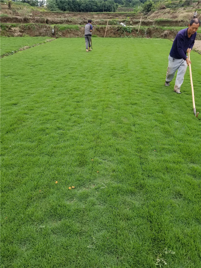 西安草坪基地|西安草坪厂家|西安草坪批发